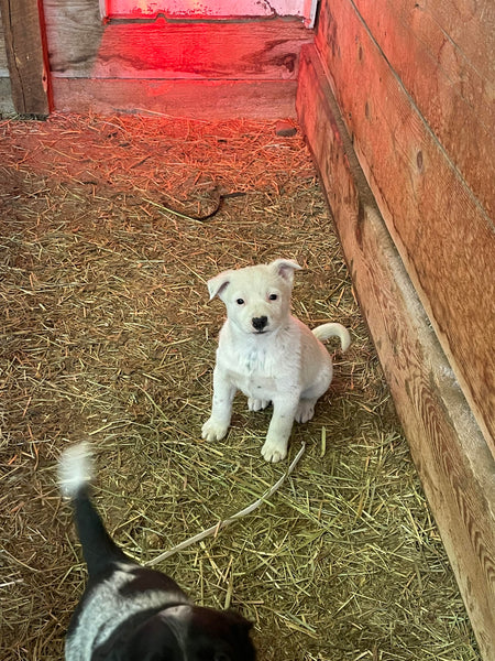 Puppies